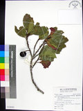 中文名:蘭嶼野櫻花(S124163)學名:Prunus grisea (C. Muell.) Kalkman(S124163)中文別名:柿葉野櫻