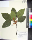 中文名:蘭嶼野櫻花(S124517)學名:Prunus grisea (C. Muell.) Kalkman(S124517)中文別名:柿葉野櫻