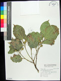 中文名:菲律賓朴樹(S130604)學名:Celtis philippensis Blanco(S130604)