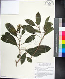 中文名:紅頭李欖(S132458)學名:Chionanthus ramiflorus Roxb.(S132458)中文別名:蘭嶼李欖拉丁同物異名:Linociera ramiflora (Roxb.) Wall.
