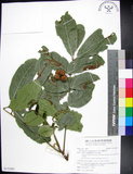 中文名:蘭嶼椌木(S132491)學名:Dysoxylum cumingianum C. DC.(S132491)