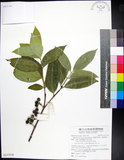 中文名:革葉羊角扭(S137216)學名:Memecylon lanceolatum Blanco(S137216)中文別名:細脈榖木