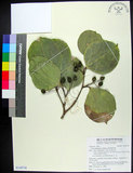 中文名:菲律賓朴樹(S138718)學名:Celtis philippensis Blanco(S138718)