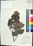 中文名:疏脈赤楠(S142134)學名:Syzygium paucivenium (Robins.) Merr.(S142134)