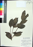 中文名:革葉羊角扭(S142217)學名:Memecylon lanceolatum Blanco(S142217)中文別名:細脈榖木