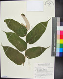 中文名:翅子樹(S142268)學名:Pterospermum niveum Vidal(S142268)中文別名:裡白