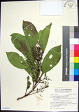 中文名:紅頭李欖(S142461)學名:Chionanthus ramiflorus Roxb.(S142461)中文別名:蘭嶼李欖拉丁同物異名:Linociera ramiflora (Roxb.) Wall.