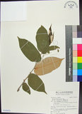 中文名:翅子樹(S142472)學名:Pterospermum niveum Vidal(S142472)中文別名:裡白