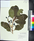 中文名:紅頭李欖(S142613)學名:Chionanthus ramiflorus Roxb.(S142613)中文別名:蘭嶼李欖拉丁同物異名:Linociera ramiflora (Roxb.) Wall.