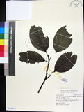 中文名:蘭嶼野櫻花(S142615)學名:Prunus grisea (C. Muell.) Kalkman(S142615)中文別名:柿葉野櫻