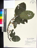 中文名:蘭嶼野櫻花(S142625)學名:Prunus grisea (C. Muell.) Kalkman(S142625)中文別名:柿葉野櫻