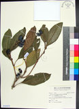 中文名:紅頭李欖(S142632)學名:Chionanthus ramiflorus Roxb.(S142632)中文別名:蘭嶼李欖拉丁同物異名:Linociera ramiflora (Roxb.) Wall.