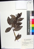 中文名:疏脈赤楠(S142776)學名:Syzygium paucivenium (Robins.) Merr.(S142776)