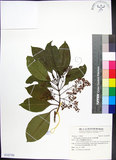 中文名:紅頭李欖(S142798)學名:Chionanthus ramiflorus Roxb.(S142798)中文別名:蘭嶼李欖拉丁同物異名:Linociera ramiflora (Roxb.) Wall.