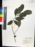 中文名:蘭嶼赤楠(S142805)學名:Syzygium simile (Merr.) Merr.(S142805)