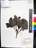 中文名:疏脈赤楠(S142807)學名:Syzygium paucivenium (Robins.) Merr.(S142807)