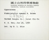 中文名:乾溝飄拂草(S000514)學名:Fimbristylis cymosa R. Br.(S000514)