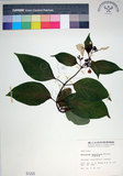 中文名:玉葉金花(S001225)學名:Mussaenda parviflora Matsum.(S001225)英文名:Mussaenda