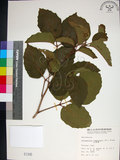 中文名:止宮樹(S001345)學名:Allophylus timorensis (DC.) Blume(S001345)英文名:Timor allophylus