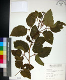 中文名:止宮樹(S001346)學名:Allophylus timorensis (DC.) Blume(S001346)英文名:Timor allophylus