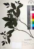 中文名:薄葉玉心花(S003533)學名:Tarenna gracilipes (Hayata) Ohwi(S003533)英文名:Thin-leaf Tarenna