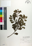 中文名:鯽魚膽(S003607)學名:Pluchea indica (L.) Less.(S003607)中文別名:闊苞菊英文名:Indian pluchea