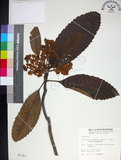 中文名:山枇杷(S005741)學名:Eriobotrya deflexa (Hemsl.) Nakai(S005741)中文別名:臺灣枇杷英文名:Taiwan Loquat