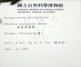 中文名:恆春厚殼樹(S006483)學名:Ehretia resinosa Hance(S006483)英文名:Naves ehretia, Formosa Ehretia