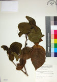 中文名:止宮樹(S006507)學名:Allophylus timorensis (DC.) Blume(S006507)英文名:Timor allophylus
