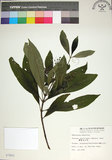 中文名:薄葉玉心花(S007802)學名:Tarenna gracilipes (Hayata) Ohwi(S007802)英文名:Thin-leaf Tarenna