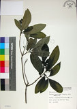 中文名:薄葉玉心花(S007803)學名:Tarenna gracilipes (Hayata) Ohwi(S007803)英文名:Thin-leaf Tarenna