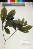中文名:薄葉玉心花(S007804)學名:Tarenna gracilipes (Hayata) Ohwi(S007804)英文名:Thin-leaf Tarenna