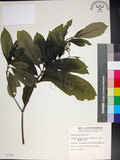 中文名:薄葉玉心花(S007805)學名:Tarenna gracilipes (Hayata) Ohwi(S007805)英文名:Thin-leaf Tarenna