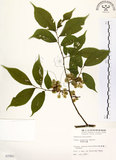 中文名:阿里山榆(S007991)學名:Ulmus uyematsui Hayata(S007991)英文名:Arishan Elm.