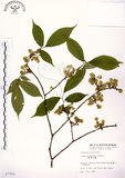 中文名:阿里山榆(S007992)學名:Ulmus uyematsui Hayata(S007992)英文名:Arishan Elm.