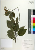 中文名:恆春厚殼樹(S008344)學名:Ehretia resinosa Hance(S008344)英文名:Naves ehretia, Formosa Ehretia