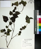 中文名:粉藤(S008761)學名:Cissus repens Lam.(S008761)