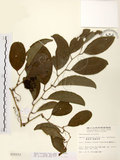 中文名:糙莖菝契(S010333)學名:Smilax bracteata C. Presl var. verruculosa (Merr.) T. Koyama(S010333)中文別名:疣枝菝契英文名:Verrucose Greenbrier拉丁同物異名:Smilax bracteata Presl subsp. verruculosa (Merr.) T. Koyama