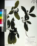 中文名:薄葉玉心花(S011065)學名:Tarenna gracilipes (Hayata) Ohwi(S011065)英文名:Thin-leaf Tarenna