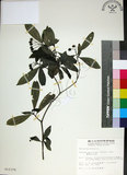 中文名:薄葉玉心花(S012376)學名:Tarenna gracilipes (Hayata) Ohwi(S012376)英文名:Thin-leaf Tarenna