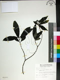 中文名:薄葉玉心花(S012377)學名:Tarenna gracilipes (Hayata) Ohwi(S012377)英文名:Thin-leaf Tarenna