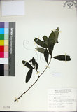 中文名:薄葉玉心花(S012378)學名:Tarenna gracilipes (Hayata) Ohwi(S012378)英文名:Thin-leaf Tarenna