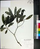 中文名:薄葉玉心花(S012380)學名:Tarenna gracilipes (Hayata) Ohwi(S012380)英文名:Thin-leaf Tarenna