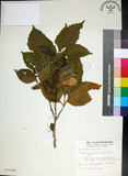中文名:止宮樹(S012384)學名:Allophylus timorensis (DC.) Blume(S012384)英文名:Timor allophylus