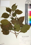 中文名:止宮樹(S012386)學名:Allophylus timorensis (DC.) Blume(S012386)英文名:Timor allophylus