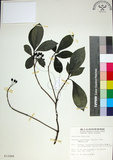 中文名:薄葉玉心花(S012486)學名:Tarenna gracilipes (Hayata) Ohwi(S012486)英文名:Thin-leaf Tarenna