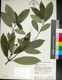 中文名:薄葉玉心花(S013077)學名:Tarenna gracilipes (Hayata) Ohwi(S013077)英文名:Thin-leaf Tarenna
