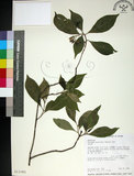 中文名:薄葉玉心花(S013382)學名:Tarenna gracilipes (Hayata) Ohwi(S013382)英文名:Thin-leaf Tarenna