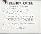 中文名:毛柿(S014286)學名:Diospyros philippensis (Desr.) Gurke(S014286)中文別名:保亭柿英文名:Taiwan Ebony拉丁同物異名:Diospyros potingensis Chun & Merr.