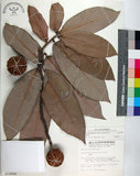 中文名:毛柿(S014286)學名:Diospyros philippensis (Desr.) Gurke(S014286)中文別名:保亭柿英文名:Taiwan Ebony拉丁同物異名:Diospyros potingensis Chun & Merr.